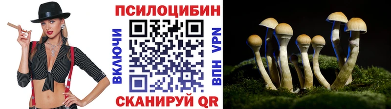 сколько стоит  Кашин  Псилоцибиновые грибы мицелий 
